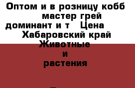 Оптом и в розницу кобб 500,мастер грей,доминант и т › Цена ­ 27 - Хабаровский край Животные и растения » Птицы   . Хабаровский край
